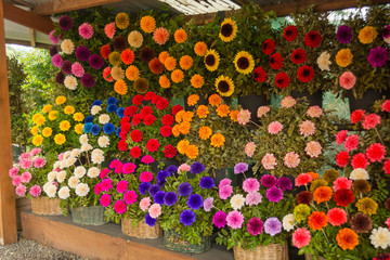 Colorful, wood carved flowers market in Pucon, Chile. This artisanal flowers are the most typical handicraft of the region, they are locally made by hand and a beautiful souvenir of your trip