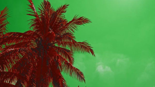 Abstract and dream-like cocunut palm fronds blowing in the gentle breeze in slow motion