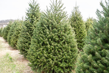 Christmas tree farm