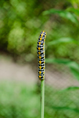 Pest Caterpillar on grass vertical