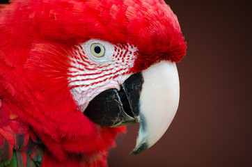 Face of red macaw. Pantanal, Brazil