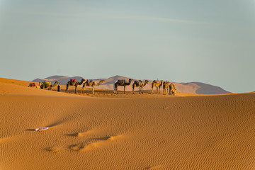 Fototapeta na wymiar Camels in the Sahara desert in Merzouga. Morocco