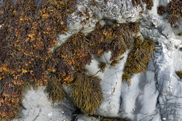 Bladder wrack seaweed growing on rocky shore and visible at low tide