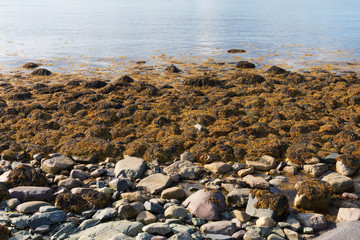 Bladder wrack seaweed growing on rocky shore and visible at low tide