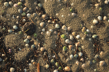 Muscheln am Strand