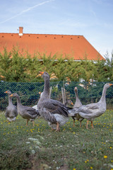 Grey domestic goose flock in a poultry