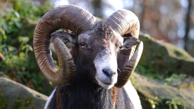 Close up of big horn mouflon sheep on a sunny day in autumn. Front view of head the ram is chewing.