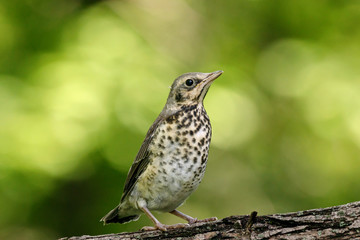 Fieldfare juvenile sitting on branch of tree. Cute common baby thrush. Bird in wildlife.