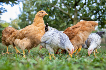 Traditional hungarian hens on the poultry in a hungarian farm