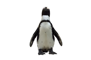 ペンギン © inubi