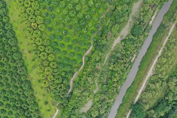 Aerial cenital photo of harvest of mango and corn looks like a background and with geometric forms