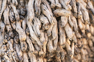 Palm tree old root image. Close image, palm tree fiber