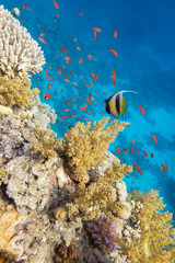 Fototapeta na wymiar Colorful coral reef at the bottom of tropical sea, hard corals, bannerfish and anthias fishes, underwater landscape