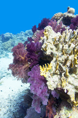 Colorful coral reef on the bottom of tropical sea, soft coral violet Dendronephthya, underwater landscape