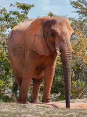 Fototapeta na wymiar African Elephant 03