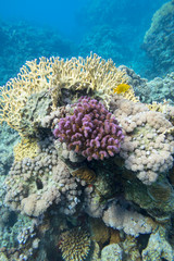 Fototapeta na wymiar Colorful coral reef at the bottom of tropical sea, hard corals, underwater landscape.