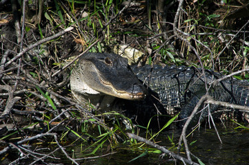 American alligator.