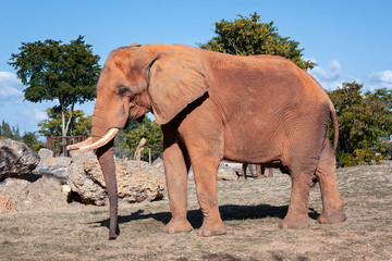 African Elephant 04