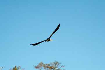 Anhinga (snakebird) in Everglades, Florida