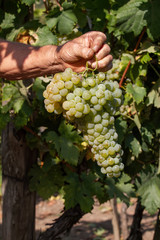 Big delicious grapevine on the hands of farmer
