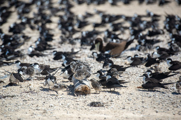 ミコマスケイの鳥たち
