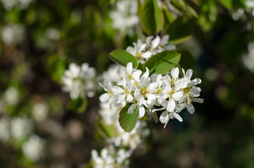 Plum tree blossoming