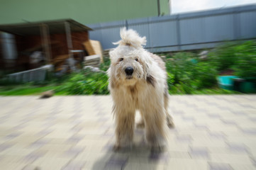 Funny dog running and barking outdoor