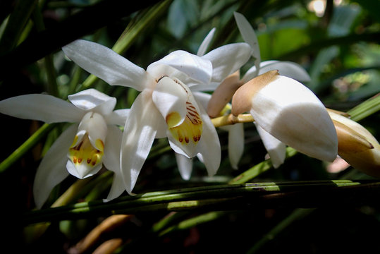 Coelogyne swaniana, eine Orchidee. Gesehen beim Gunung Kinabalu Headquater, Sabah, Borneo