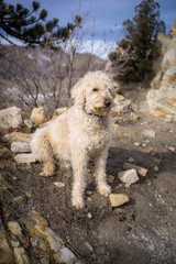 Dog on Dinosaur Ridge #1