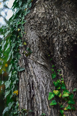 dry tree bark texture background