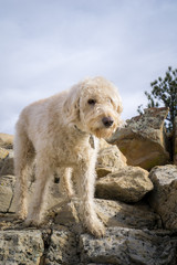Dog on Dinosaur Ridge #7