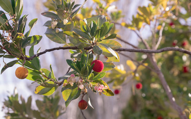 Arbutus unedo red fruit on a branch with leaves. 