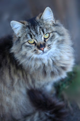 Obraz premium portrait of fluffy wild cat