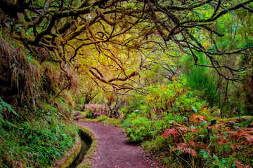 Laurel forest on Madeira island is the biggest on the world. It's a fairytale fantasy world in Portugal. It is nature background. - Powered by Adobe