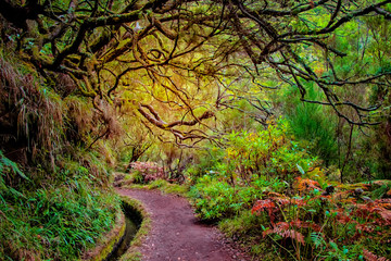Laurel forest on Madeira island is the biggest on the world. It's a fairytale fantasy world in Portugal. It is nature background.