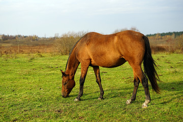 Fototapeta na wymiar horse, animal, farm, grass, field, nature, horses,