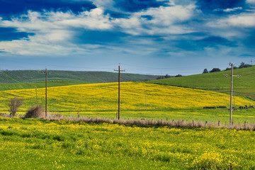 Phone polls across a mustard field in Sonoma County, CA