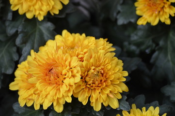 Chrysanthemum flowers growing in the garden