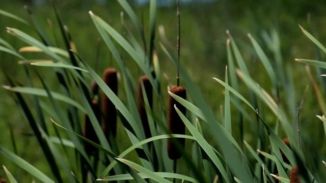 cattails gently blowing in the wind