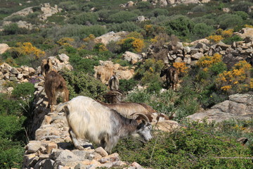 Troupeau de chèvres