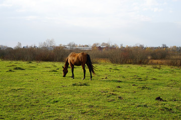 horse, animal, farm, grass, field, nature, horses,