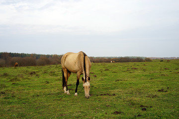 Fototapeta premium horse, animal, farm, grass, field, nature, horses,