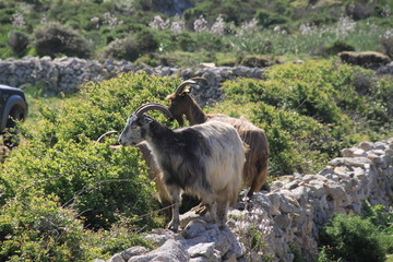 Troupeau de chèvres
