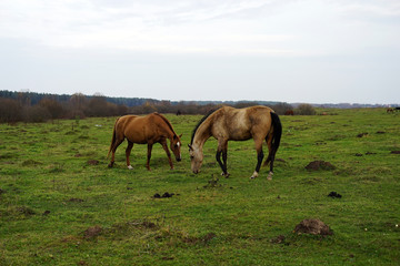 Obraz na płótnie Canvas horse, animal, farm, grass, field, nature, horses,