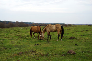 Fototapeta na wymiar horse, animal, farm, grass, field, nature, horses,