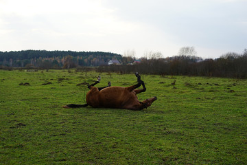 horse, animal, farm, grass, field, nature, horses,