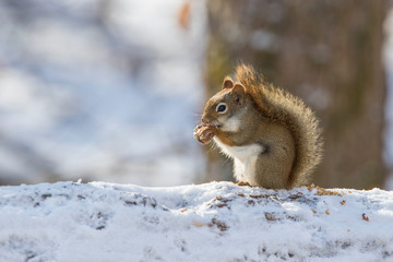 Obraz premium American red squirrel (Tamiasciurus hudsonicus) in winter