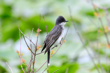 Eastern Kingbird