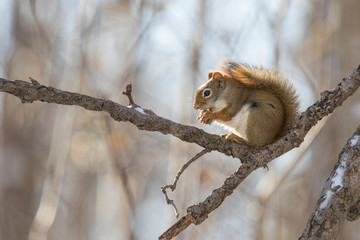 American red squirrel (Tamiasciurus hudsonicus) in winter