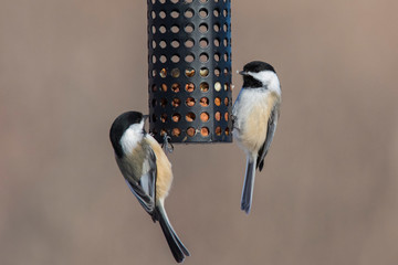 black-capped chickadee (Poecile atricapillus) at feeder in winter